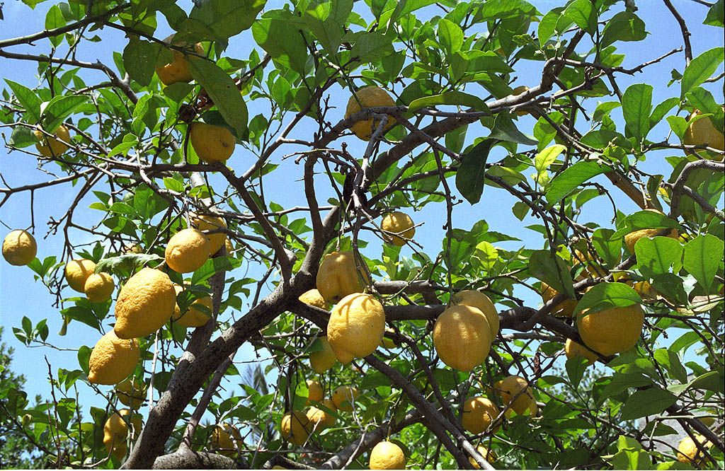 Citrony Ischia